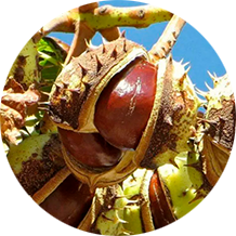 Экстракт конского каштана